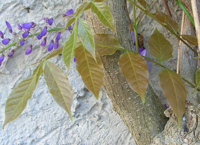 Wistaria sinensis / Glicine (pianta coltivata)